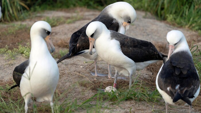 Inesperado avistamiento de un albatros juvenil de Galápagos en las costas de California sorprende a expertos y navegantes