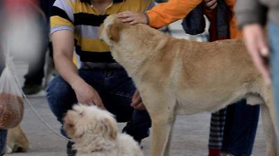 Inicia en Edomex debate para regular y proteger a los animales de terapia y asistencia