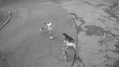 Ixtapaluca: Mujer es atacada por perros callejeros en Palmas 1; vecinos piden acción urgente