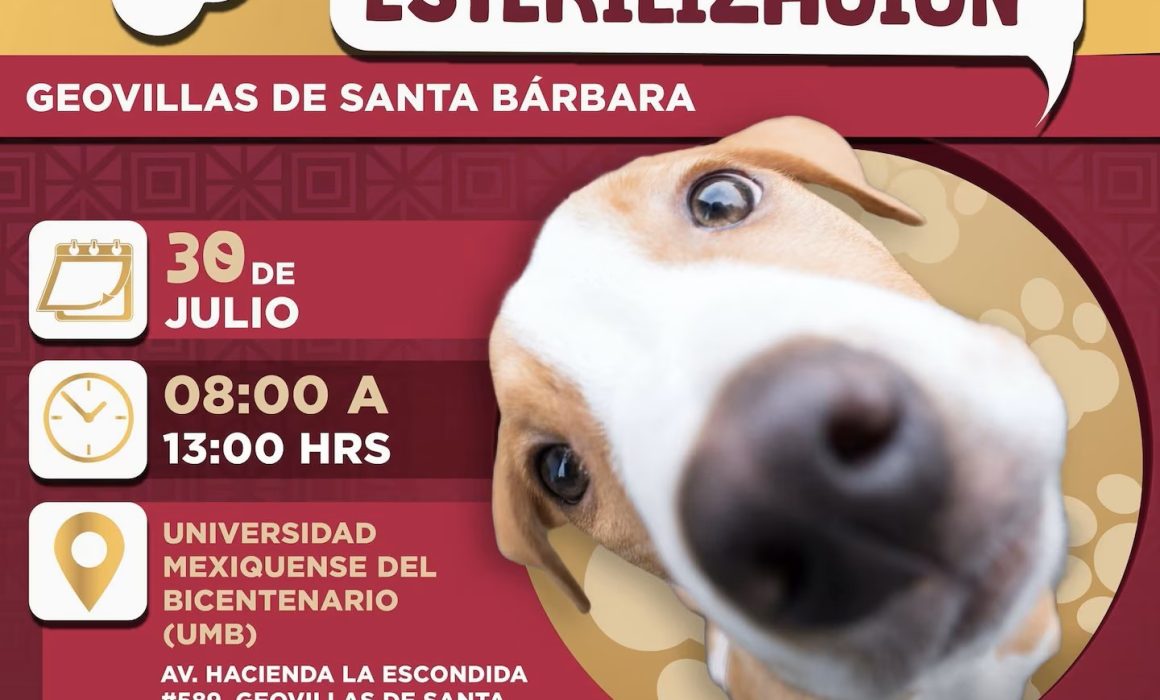 Ixtapaluca lanza jornada gratuita de esterilización para perros y gatos para reducir el abandono animal