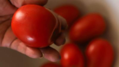 Jitomate mexicano seguirá exportándose a pesar del arancel en EE.UU., asegura Sheinbaum