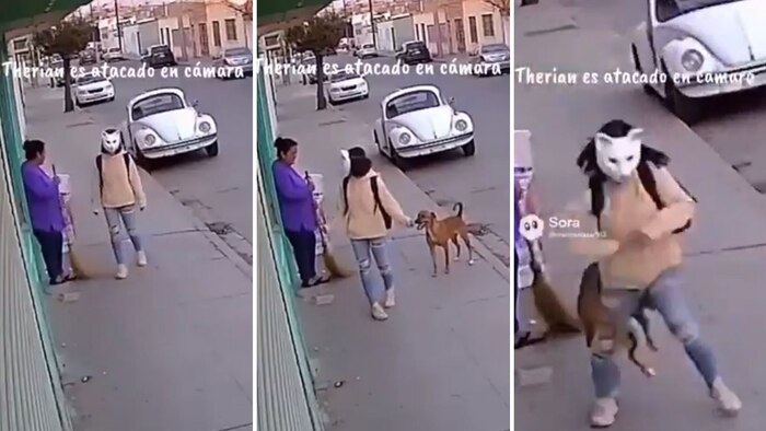 Joven caracterizada de gato por identidad therian es mordida por perro en la calle y genera polémica en redes sociales