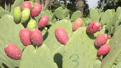 Jugo de tuna, una opción saludable para reducir bebidas azucaradas en escuelas de nivel básico