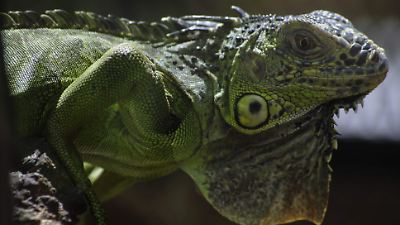 Kots Kaal Pato: la tradición yucateca que aún persiste con crueldad hacia los animales