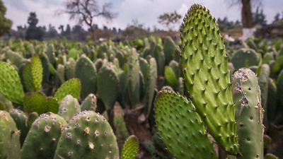 La Feria del Nopal 2025: sabores, cultura y tradición en la Ciudad de México