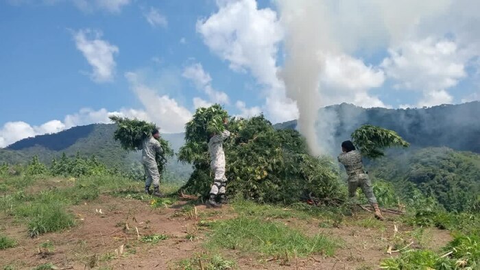 La Guardia Nacional destruye más de 14 mil metros cuadrados de plantíos de marihuana en Jalisco y asegura arsenal en Sinaloa