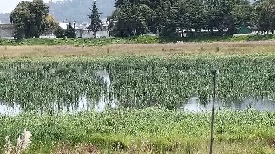 La Laguna de Ojuelos se recupera con lluvias pese a años de abandono y conflictos