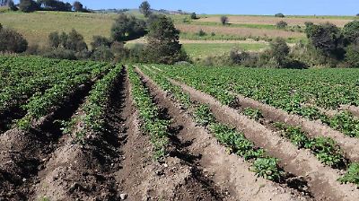 La explotación agrícola en el Nevado de Toluca causa grave erosión y amenaza el ecosistema