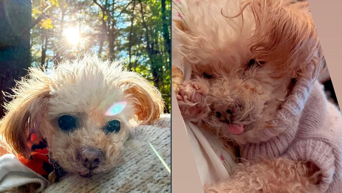 La inesperada segunda oportunidad de Luna, la perrita que creyó que era su hora y volvió a vivir