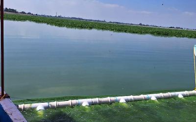 Laguna de Zumpango, invadida en un 60 por ciento por lirio acuático 