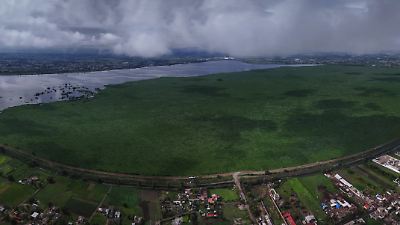 Laguna de Zumpango invadida en 80% por lirio acuático y en riesgo su recuperación