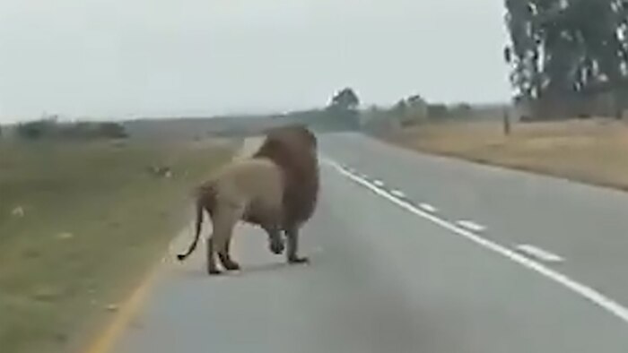 León escapa de vehículo en movimiento en Sudáfrica y causa revuelo en redes sociales