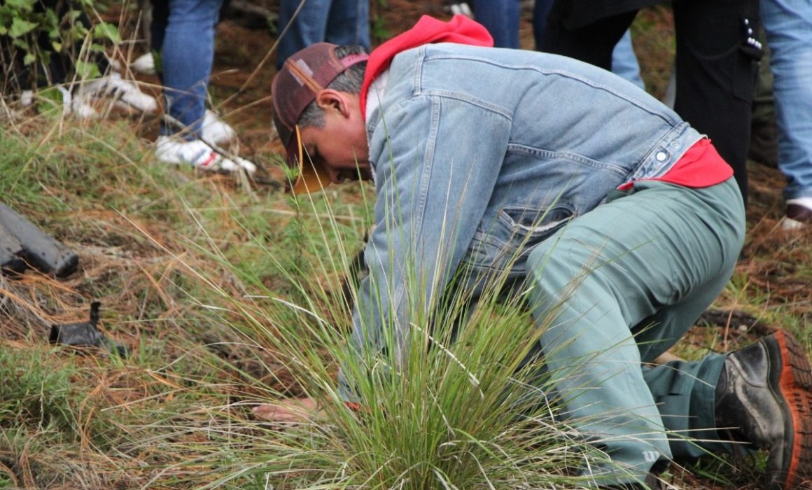 Lerma inicia reforestación con 10 mil árboles para combatir el calor y proteger el medio ambiente