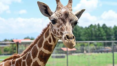 Llegada de ‘Cosmo’, la jirafa que reforzará la conservación en Zacango