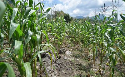 Lluvias afectan a más de 8 mil hectáreas de cultivos en municipios del Estado de México, productores recibirán apoyo económico