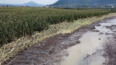 Lluvias e inundaciones en el Estado de México afectan a miles de productores y sus cosechas