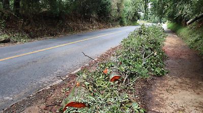 Lluvias provocan caída de árboles en la carretera principal a Villa de Allende 