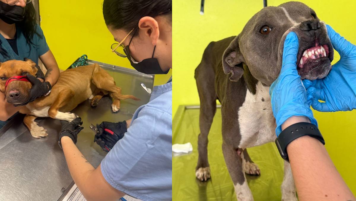 Lomitos rescatados en Toluca permanecen estables tras maltrato