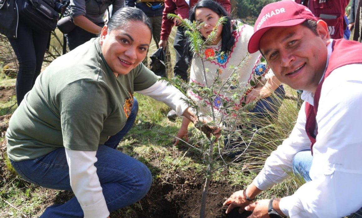 Más de 450,000 árboles se plantarán en 24 municipios del Edomex para proteger sus bosques