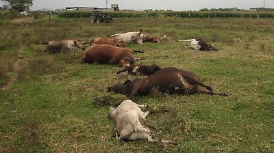 México enfrenta pérdida histórica en comercio pecuario por sequías y cierre de frontera con EE. UU.