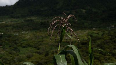 México registra crecimiento económico del 0.6% en agosto impulsado por sector primario y terciario