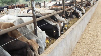 México y EE.UU. acuerdan criterios técnicos para evitar cierre de frontera por propagación de gusano barrenador