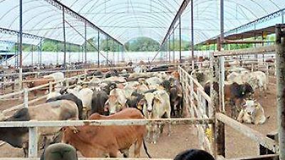 México y EU avanza en su plan conjunto para reducir casos de gusano barrenador en el ganado