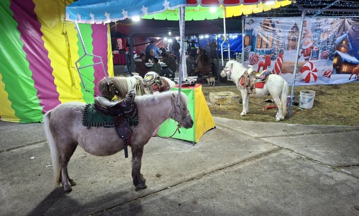 ¿Maltrato animal en Tecámac? La denuncia que sacude al municipio y exige justicia