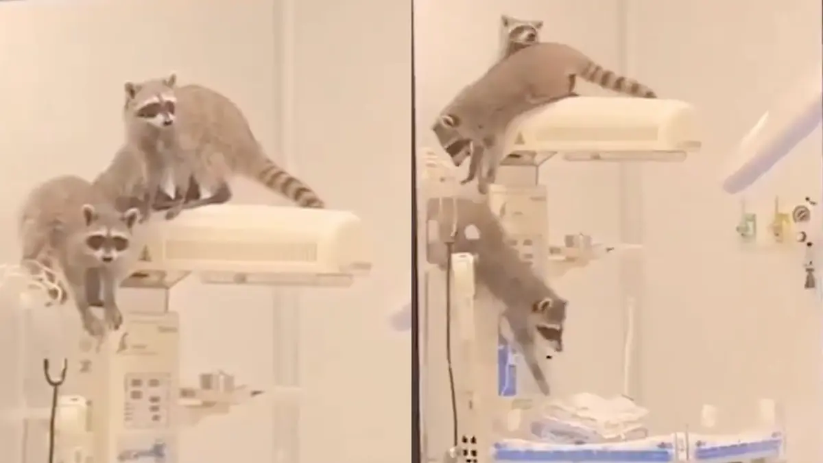 ¿Mapaches enfermeros en Acapulco? Descubre la sorprendente presencia en el ISSSTE