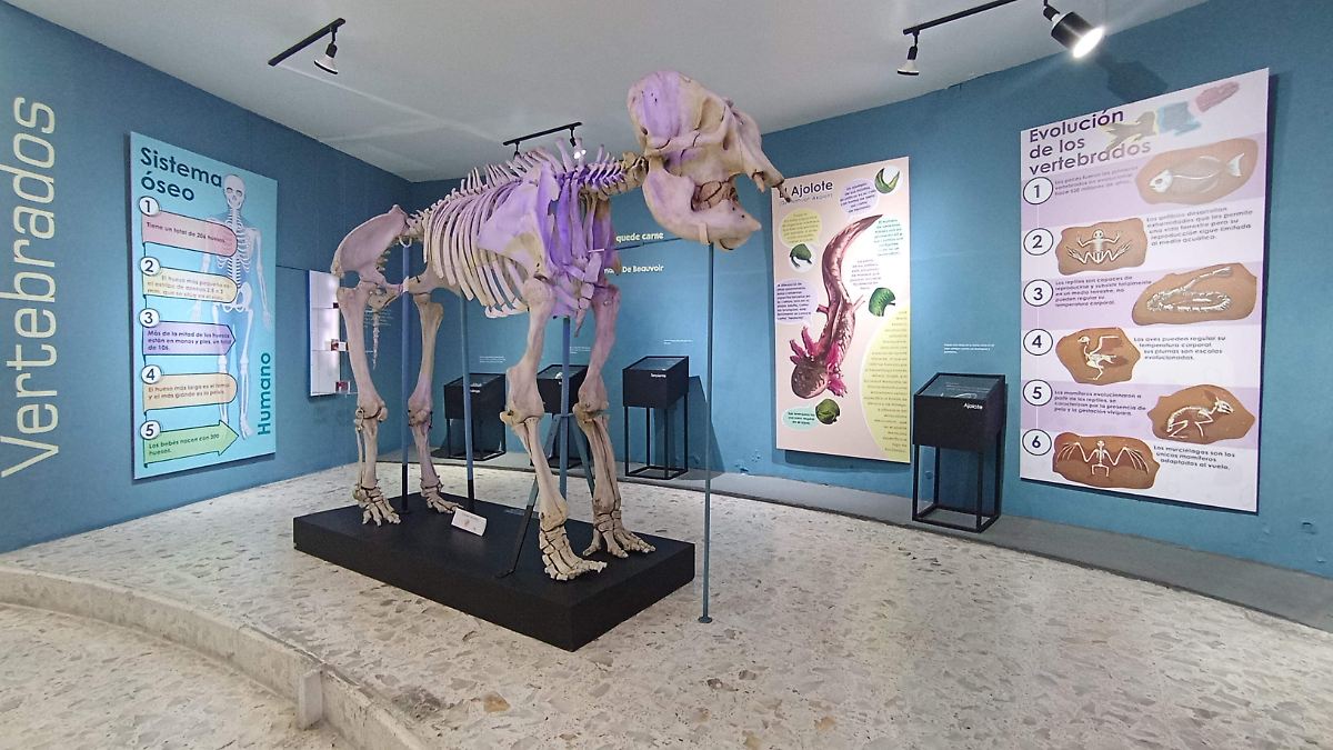 Museo de Ciencias Naturales del Estado de México en el Calvario de Toluca cierra sus puertas y planea reubicarse