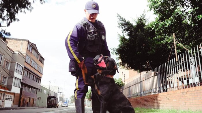 Nueva regulación en Colombia limita horarios y prohíbe métodos violentos para perros de empresas de vigilancia
