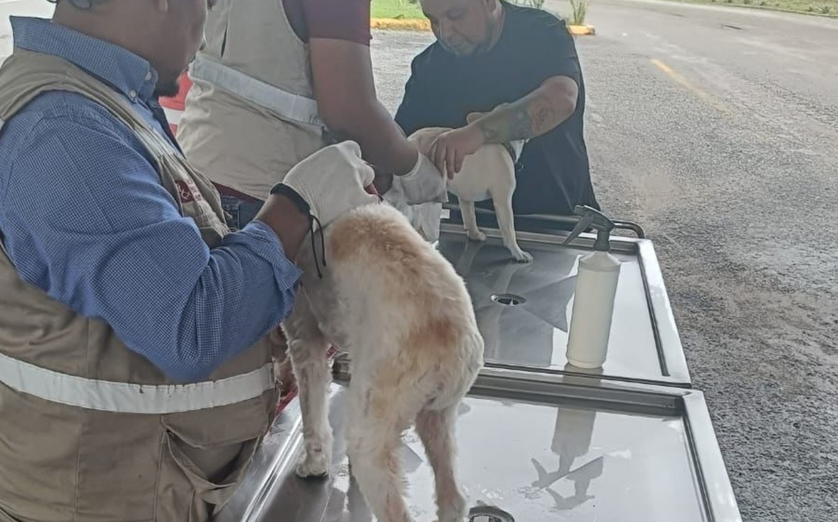 ¿Nuevo riesgo en el Estado de México? Detectan primer caso de gusano barrenador en una cabra en Tlatlaya