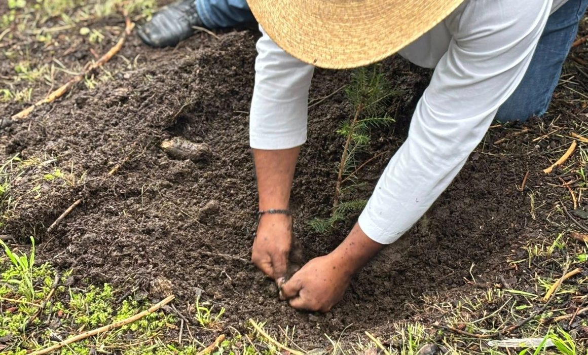 Ocoyoacac impulsa la reforestación con 32 mil árboles plantados en jornadas sostenidas