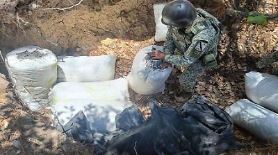 Operativo Frontera Norte asegura 350 kilos de marihuana en la Sierra de Chihuahua