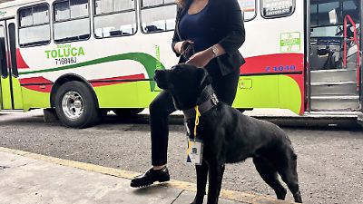 Oso y Sam, perros rescatados, vigilan la Terminal de Autobuses de Toluca con credencial y compromiso