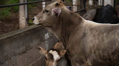 Pérdidas millonarias por cierre de frontera ante plaga del gusano barrenador afectarán economía de México