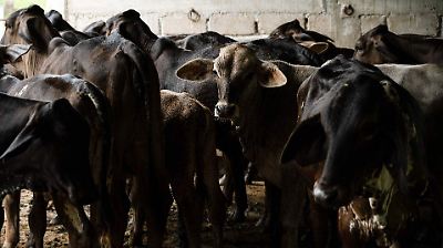 PRI exige a Sader explicar acciones ante reaparición del gusano barrenador que amenaza al sector ganadero