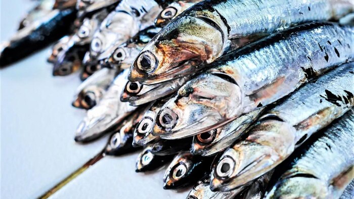 PRODUCE exime a la anchoveta de cumplir cuota en temporada 2025 ante capturas anticipadas y condiciones oceanográficas inestables