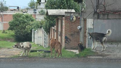 Peligro en Ixtapaluca: perros agresivos amenazan a residentes de Palmas 3