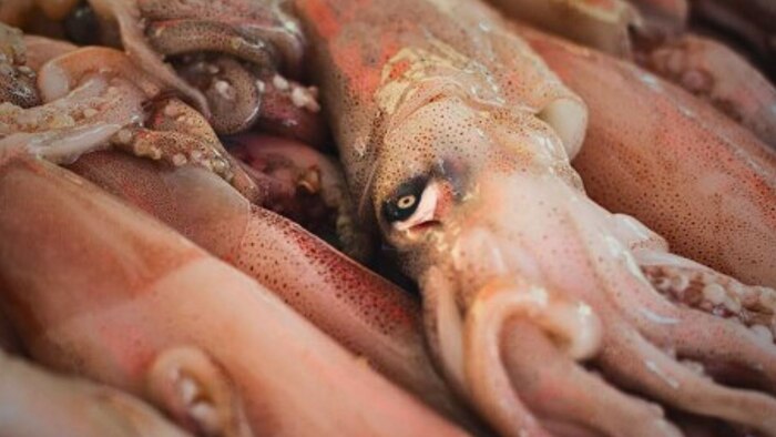 Perú aumenta cuota de pota para 2025 y lanza la Operación Calamar Gigante IV para salvaguardar recursos