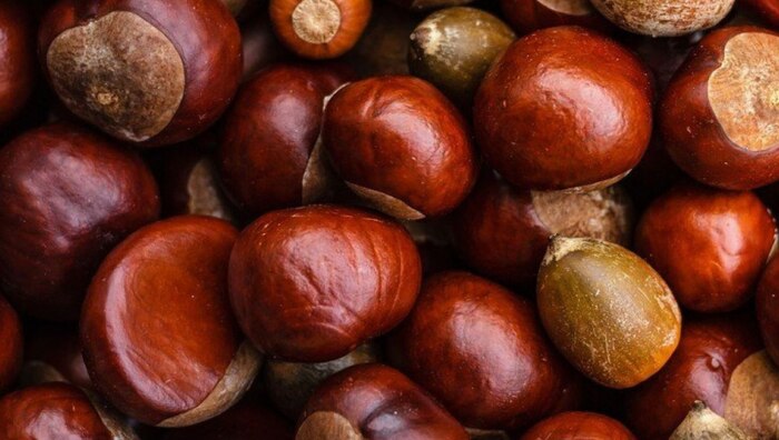 Perú entra con fuerza en el mercado asiático de castañas: capacidad de producción y proyecciones de exportación