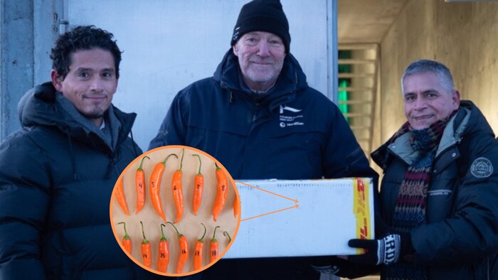 Perú envía semillas de ajíes nativos al 'Arca de Semillas' en el Ártico para preservar su biodiversidad y gastronomía