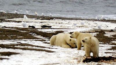Permiso oficial para construir una carretera en refugio silvestre de Alaska que genera polémica ecológica y social