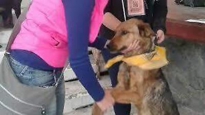 Permiten ingreso de perros guía y animales de apoyo en 23 sedes del Poder Judicial del Estado de México