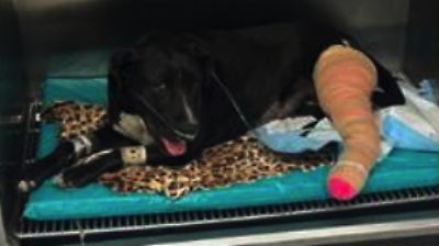 Perra callejera salva a sus cuidadores y sobrevive a seis disparos en Chicoloapan