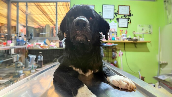 Perro ciego y víctima de maltrato busca un hogar lleno de amor y esperanza