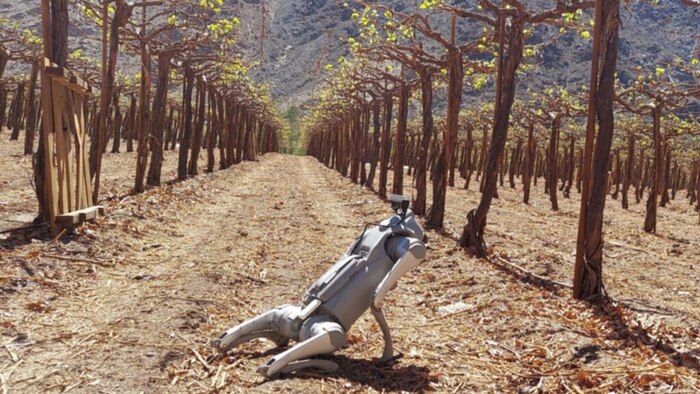Perro robot con inteligencia artificial revoluciona el monitoreo de cultivos en la agricultura