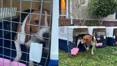 Perros Beagles rescatados k conocen la libertad y el pasto por primera vez