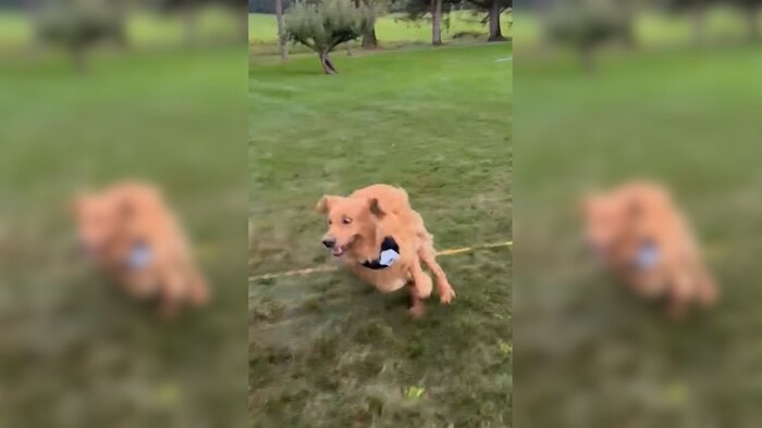 Perros celebran bodas y se convierten en protagonistas: la tendencia que une amor, animales y celebración