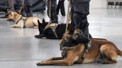 Perros especializados de la FGJEM: la inteligencia canina que refuerza la seguridad en el Estado de México